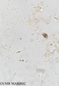 phyto/Brazilian_Amazon_coast/Amazomix_station_15/AMAZOMIX September 2021/Pyrocystis robusta (Am_St15_r1_dcm__Pyrocistis_robusta_conf_20240823_100443)(copy)_thumb.jpg